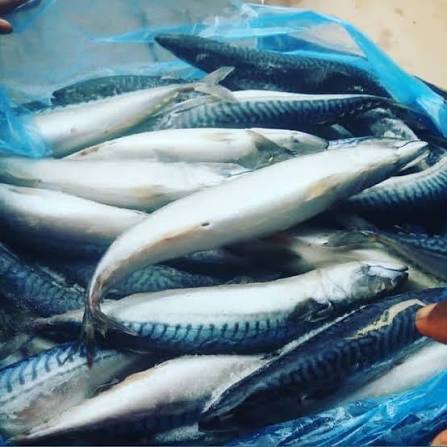 Frozen Fish