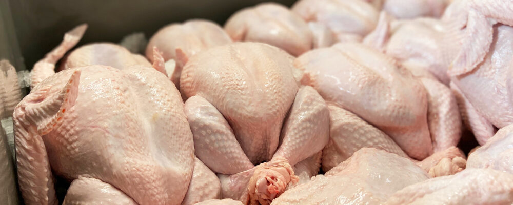 Fresh Chicken